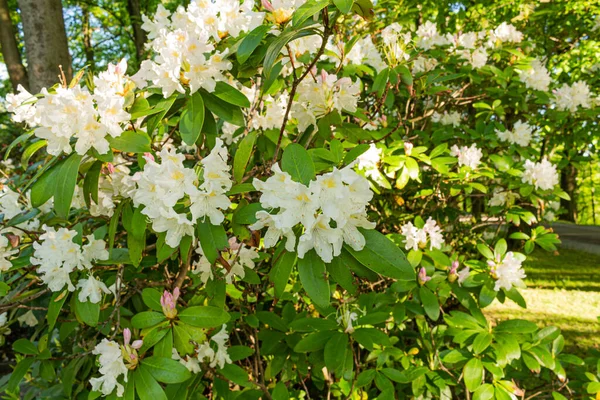 Fleurs Blanches Lys Faux Orange Juin — Photo