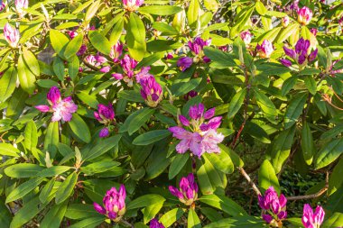 Prunus Triloba (Çiçekli Erik, Çiçekli Badem, Louiseania). Pembe çiçekli dallar. Genç Yeşil Yapraklı Gül Kiraz Çiçeği.