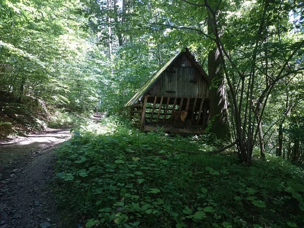 Cabane Dans Une Pinède Vue Une Cabane Dans Une Forêt — Photo