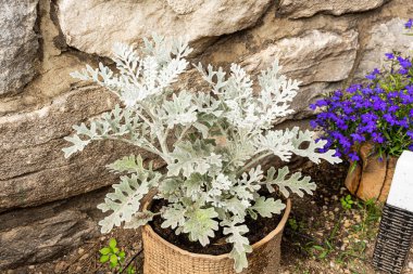 Senecio Cineraria, Dusty Miller, Cineraria Maritima, Silver dust, Compositae.