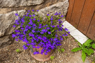 Aubretia mor çiçekleri - Latince adı - Aubrieta Gartenstadt mor