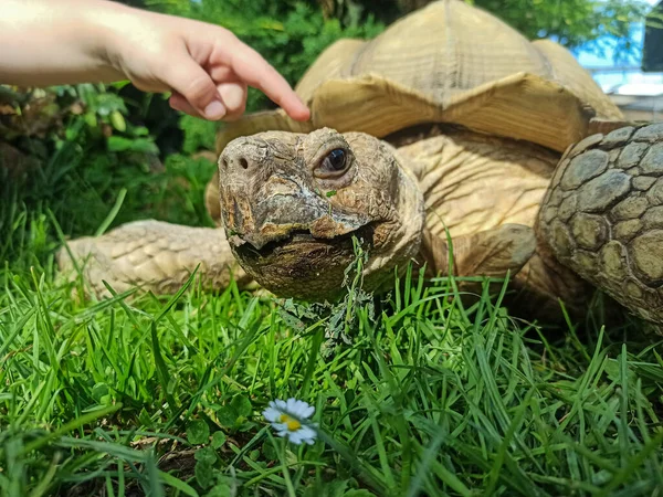 Aldabra Tortoise Aldabrachelys Gigantea Green Grass — Stock Photo, Image