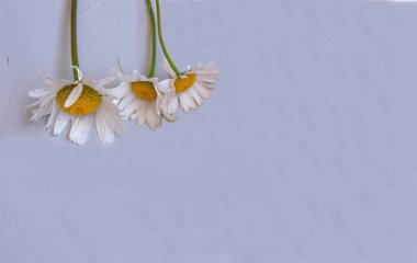 Gri arka planda papatyalar