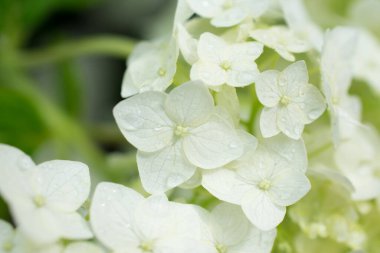 Ağacın beyaz çiçekleri