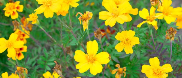 黄色の花のクローズアップ — ストック写真