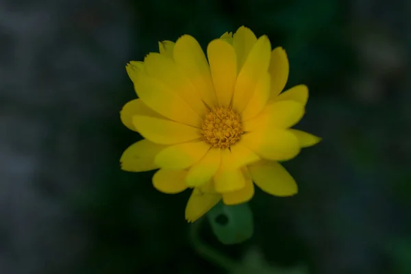 Жовті Квіти Навесні — стокове фото