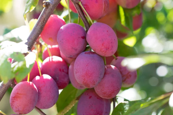 Prunes Sur Arbre Images De Stock Libres De Droits