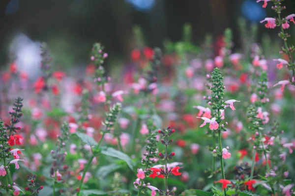 Pequeña Flor Rosa Roja Jardín Dalat Vietnam Color Tono Malhumorado — Foto de Stock