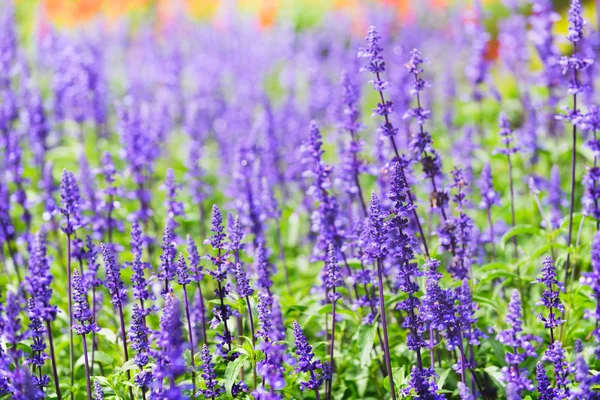 Hermosa Flor Lavanda Parque Flores Dalat Enfoque Selectivo — Foto de Stock