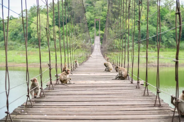 Macaca Fascicularis Singes Assis Sur Pont Suspendu Bois Kaeng Krachan — Photo