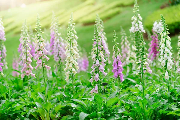 Digitalis Foxglove Con Flores Malvas Con Manchas Moradas Increíble Fondo — Foto de Stock