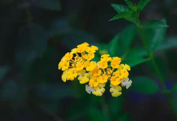 Lantana Camara Λουλούδι Στον Κήπο Φύση Φόντο — Φωτογραφία Αρχείου