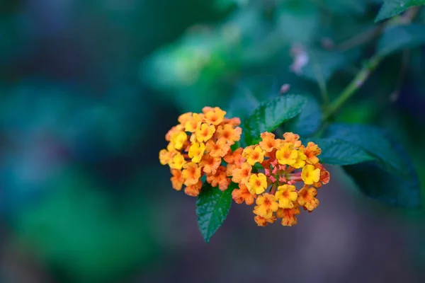 Lantana Camara Цветок Саду Природный Фон — стоковое фото