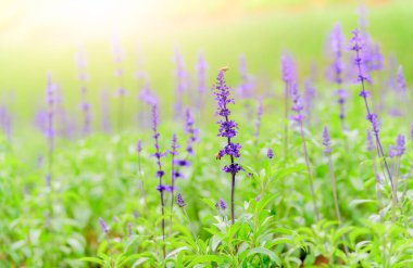 güzel lavanta çiçek ve arı Dalat çiçek Park, seçici odak