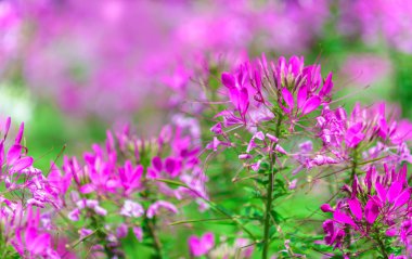 Dalat bahçe içinde güzel pembe örümcek çiçek (Cleome hassleriana)