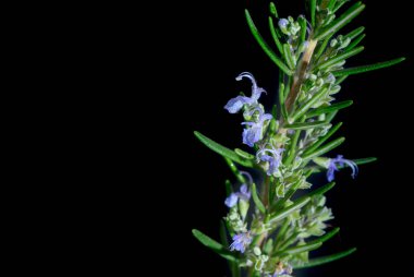 om siyah arka plan, bitki bitki çiçek taze biberiye izole