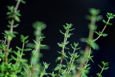 Siyah arka plan, ot ve yemek yemek için baharatlı bitki izole taze kekik baharat