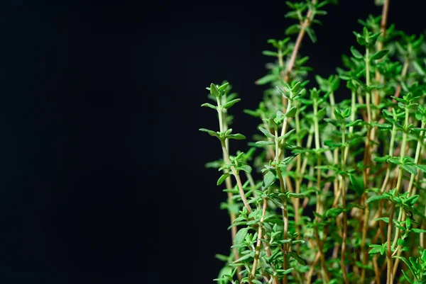 Thym Épice Fraîche Isolée Sur Fond Noir Plante Aromatique Épicée — Photo