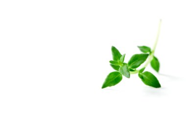 Kekik taze ot arka plan kopya alanı ile. Mutfak, tıbbi ve süs kullanımlarıyla aromatik bir çok yıllık herdem yeşil bitki olduğunu
