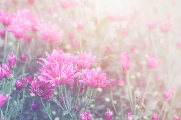 ビンテージ トーン Dendranthemum 選択と集中の庭にピンクの菊の花 — ストック写真