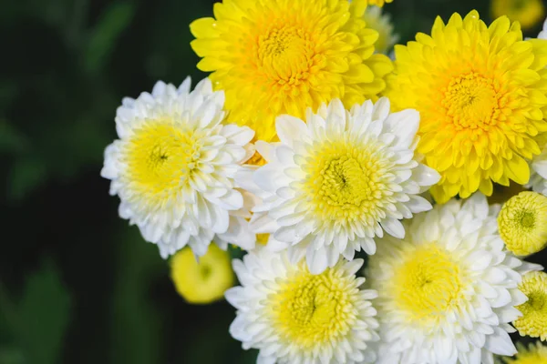 Weiße Und Gelbe Chrysanthemenblume Garten Von Oben Schöne Dendranthemenblume Hintergrund — Stockfoto