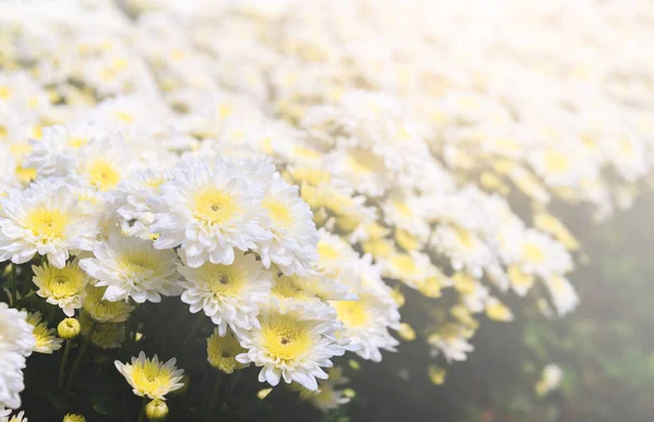 Weiße Chrysanthemenblume Mit Gelbem Zentrum Schöner Dendranthemenblumenhintergrund Selektiver Fokus — Stockfoto