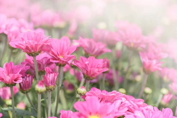 Rosa Chrysanthemenblume Garten Schöne Dendranthemenblume Hintergrund Und Selektiver Fokus — Stockfoto