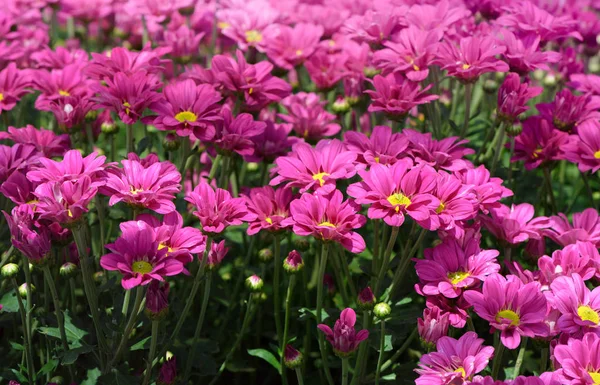 Pink Chrysanthemum Flower Garden Beautiful Dendranthemum Flower Background Selective Focus — Stock Photo, Image