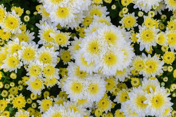 Weiße Chrysanthemenblume Mit Gelbem Zentrum Auf Draufsicht Schöne Dendranthemenblume Hintergrund — Stockfoto