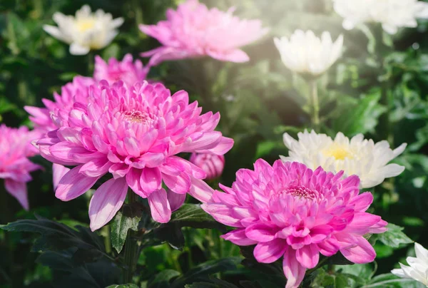 Pink Chrysanthemum Flower Dark Moody Tone Beautiful Dendranthemum Flower Background — Stock Photo, Image