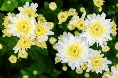 Üstten görünüm, güzel Dendranthemum çiçek arka plan beyaz kasımpatı çiçeğinin sarı merkezi ile kapalı