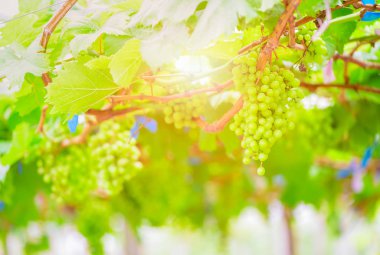 Sabahı güneş ışığı ile bahçede yeşil üzüm