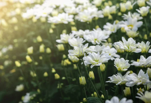 Geschlossen Von Weißen Chrysanthemenblüten Mit Gelbem Zentrum Schöne Dendranthemenblüte Hintergrund — Stockfoto