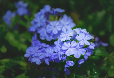 Cape leadwort veya beyaz plumbago, Plumbago auriculata bahçede
