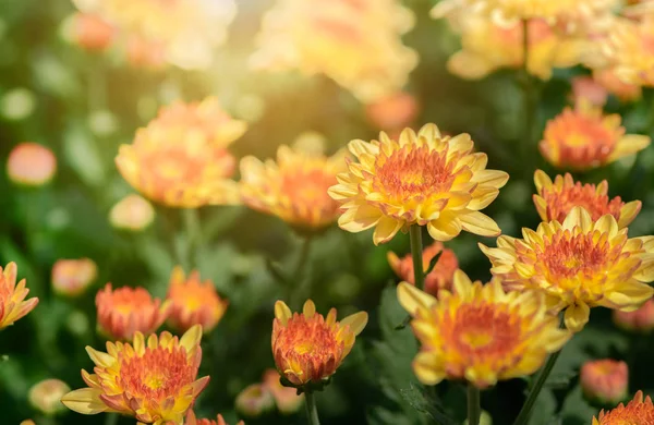 Kleine Gelbe Chrysanthemenblume Mit Sonnenlicht Naturhintergrund — Stockfoto