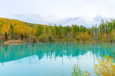 Biei, Hokkaido Sonbahar mevsimi 'ndeki Mavi Gölet (Aoiike), 1988 Tokyo Dağı' ndaki patlamadan sonra Biei Nehri 'nde yapılan çalışmaların sonucudur.