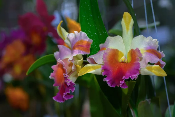 Bonito Híbrido Cattleya Orquídea Flor Jardim Fundo Natureza — Fotografia de Stock