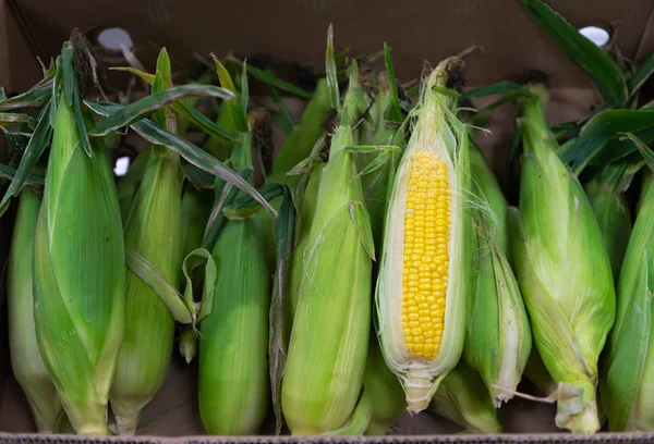 Čerstvé Kukuřice Klasy Papírové Krabičce Ranním Trhu Koncepce Zemědělství — Stock fotografie