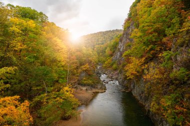 Jozankei, Hokkaido, Japonya ünlü ayların Sonbahar sezonunda renkli orman.