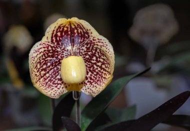 Lady's Terlik Orkide, aka Bayan Terlik Orkide veya terlik orkide (Cypripedioideae kız ayakkabı),