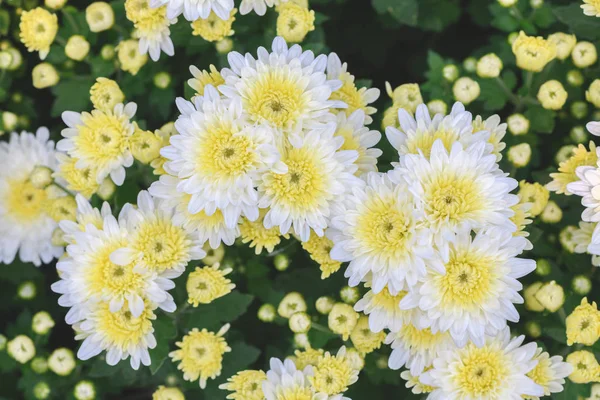 Weiße Chrysanthemenblume Mit Gelber Blüte Der Mitte Schöner Dendranthemenblumenhintergrund Draufsicht — Stockfoto