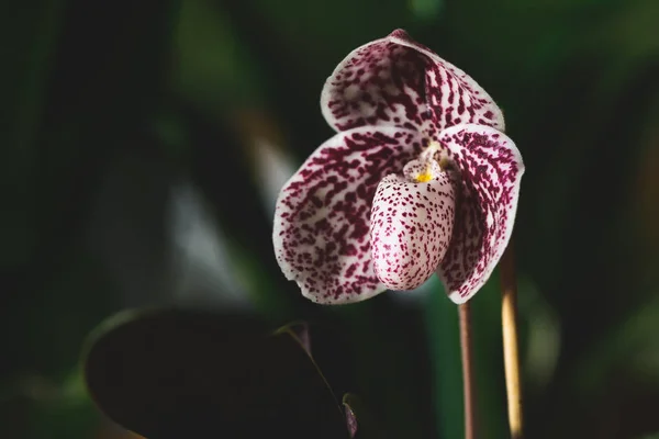 Lady's střevíček orchidej, Cypripedioideae Paphiopedilum — Stock fotografie