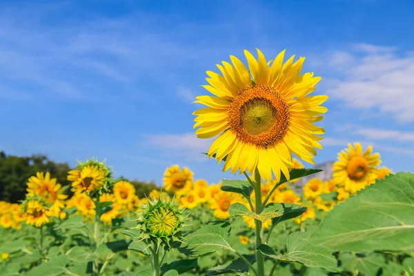 Hermosa Granja Girasoles Con Cielo Azul Lop Buri Tailandia —  Fotos de Stock