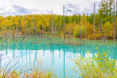 Blue pond (Aoiike) in Biei, Hokkaido Autumn season, It is the result of works on the Biei River, carried out after the 1988 eruption of Mount Tokachi clipart