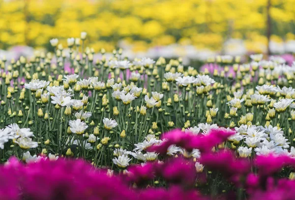 Weiße Chrysanthemenblume Und Gelbe Chrysantheme Auf Hintergrund Bauernhof Schöne Dendranthemenblume — Stockfoto