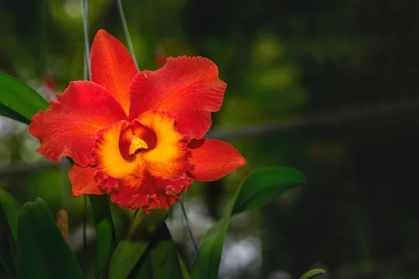 Beautiful Red Hybrid Cattleya Flower Orchid Garden Nature Background — Stock Photo, Image