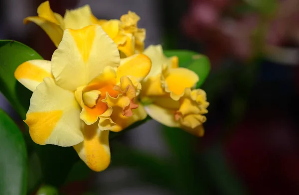 Orchidea Ibrida Gialla Cattleya Fiore Giardino Sfondo Floreale — Foto Stock