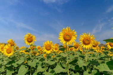 Ayçiçeği çiftlik Lop buri, güzel çiçek alan kavramı mavi gökyüzü ile alan