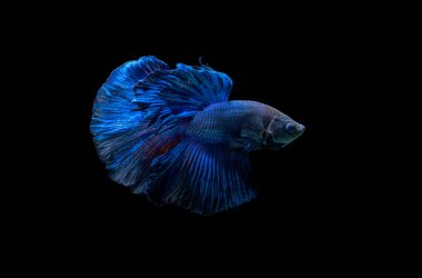 Mavi Siyam mücadele balık, betta splendens siyah arka plan üzerine izole