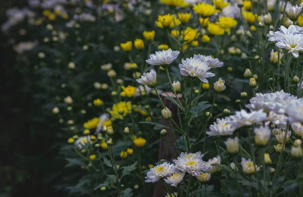 美しい小さな白い菊の花 自然の背景 選択と集中 — ストック写真